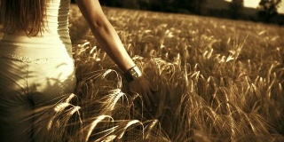 HD:触摸小麦