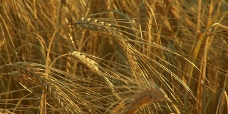 HD起重机:黄金小麦