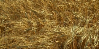 HD CRANE:成熟的小麦