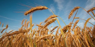 夏天成熟的小麦