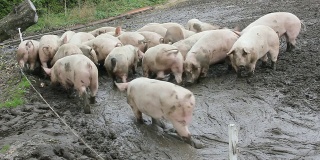 农场里的猪。