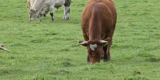 牛吃草。