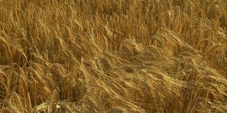 HD CRANE:成熟的小麦