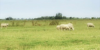 羊在农田