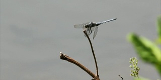 高清版的蜻蜓