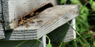 蜂巢入口高清