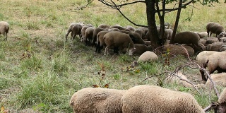 Sheeps高清