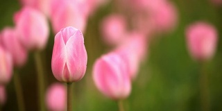 春季粉红色郁金香的高清田野