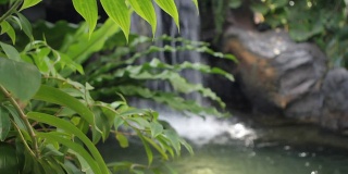 植物园中的装饰性瀑布;关注树叶