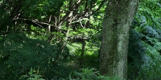 日本的夏季森林