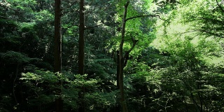 日本森林