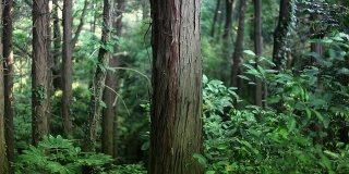 森林深处的树干