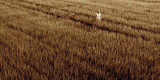 HD CRANE:小麦中的女人的肖像