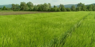 HD CRANE:绿色麦田