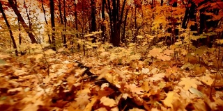 秋天的森林里