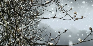 树枝在一个下雪天