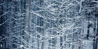 冬季森林- HD, NTSC