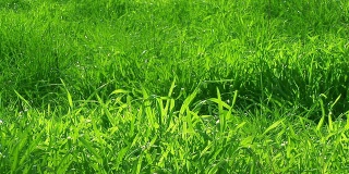 绿草-缩小，选择性对焦，高清