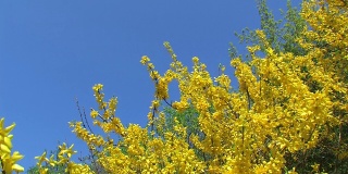 盖尔贝·福西蒂安 （福西西亚） - 鲜花