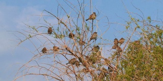 灌木丛中的麻雀