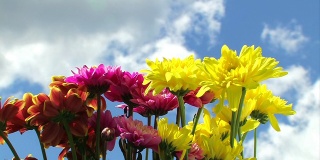 阳光下的五彩花朵和飘过的云彩