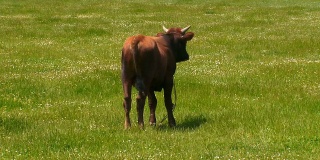 年轻的公牛在美丽的绿色背景上