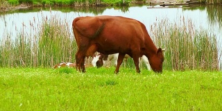 公牛和母牛