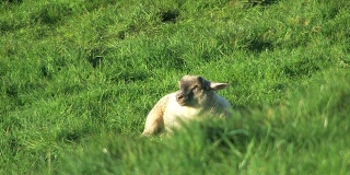 正在吃草的绵羊(羔羊)- 2剪辑