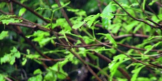 树在雨中