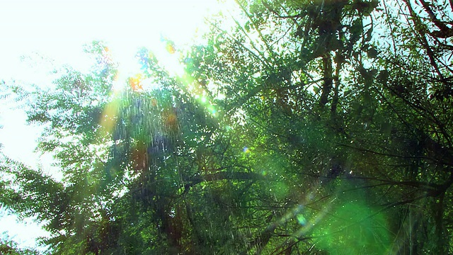 雨中树的阳光