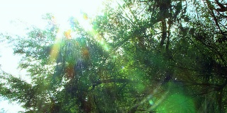 雨中树的阳光