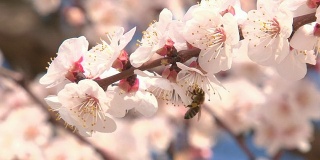 开花的樱桃和蜜蜂