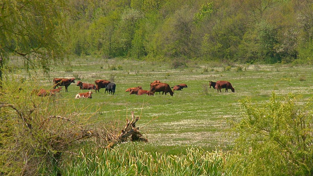 春谷里的一群牛