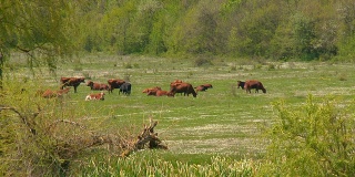 春谷里的一群牛