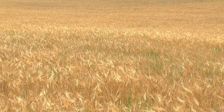 黄金田-小麦丰收