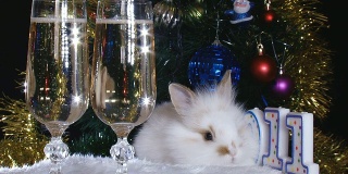 兔和新年
