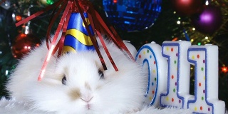 有趣的白兔和新年