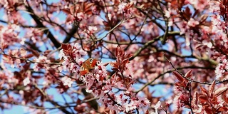 Red Admiral butterfly on Cherry tree HD