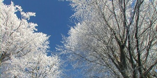 白雪覆盖的树顶。