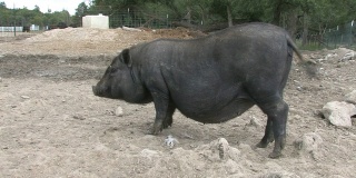 黑猪3 - HD 1080/30f