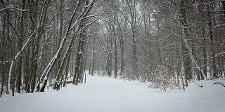 冬天有雪的森林