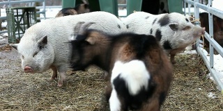 山羊和猪——德国的“Streichelzoo”
