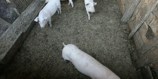农场生活的猪