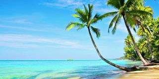 热带海滩上的棕榈