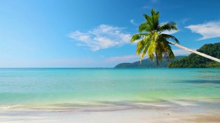 热带海滩上的棕榈树视频素材模板下载
