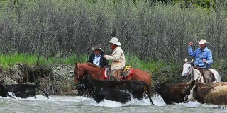 骑在马背上的牛仔把牛赶过了河