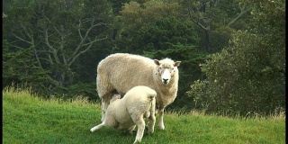 (HD1080i)小羊羔护士，喝母羊的奶(哺乳)