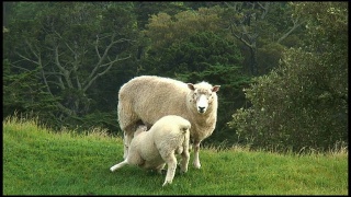 (HD1080i)小羊羔护士，喝母羊的奶(哺乳)视频素材模板下载