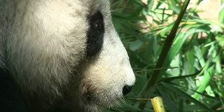 大熊猫吃