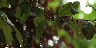 雨点落在树叶上